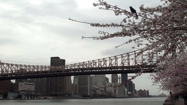 Queensboro Bridge & Manhattan's view  from Roosevelt Island