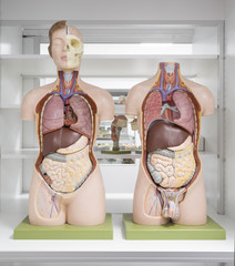 Anatomiepuppe