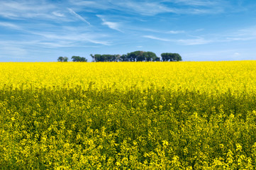 Obraz premium Rapeseed field flowers in bloom