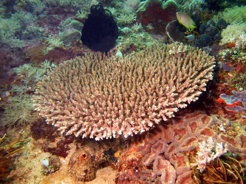 Stone coral, Philippine sea