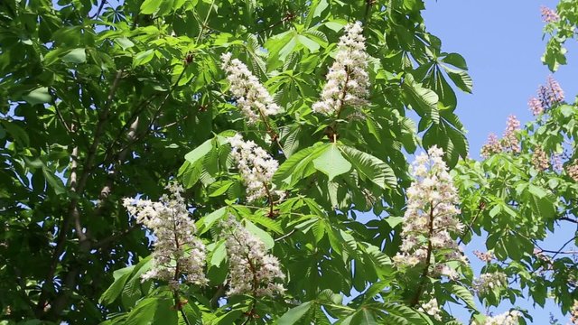 Blooming chestnut