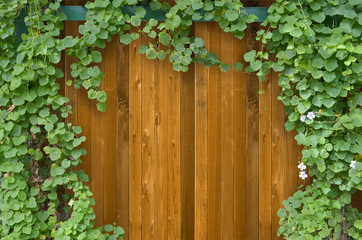 Fototapeta na wymiar Ivy bush on wooden fence background.