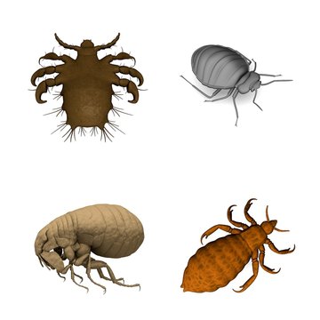 collection of 3d renders - parasites