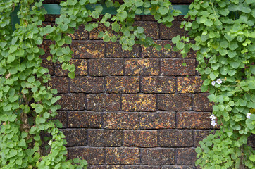 ivy bush on brick wall background