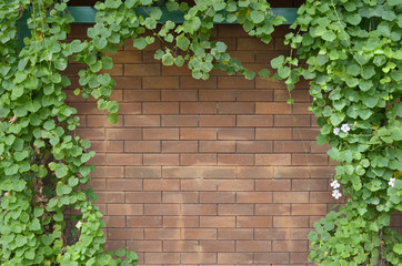 ivy bush on brick wall background