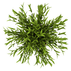 top view of decorative houseplant in yellow pot isolated on whit