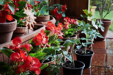 Fototapeta na wymiar begonia and tomato plants on the patio