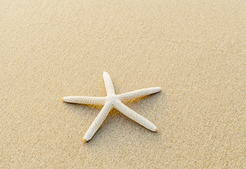 Fototapeta na wymiar Beautiful starfish on the beach.