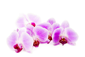 Fototapeta na wymiar Beautiful pink orchid flower on the white background.
