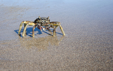 Closeup of Crab on a wet sandy beach