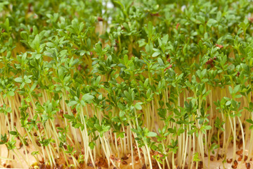 Cress seedlings isolated on white background