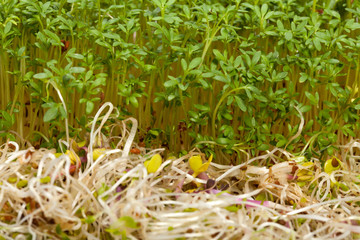 Fresh alfalfa sprouts and cress on white background