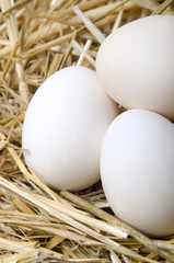 duck eggs lying in straw