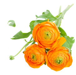 orange ranunculus flowers