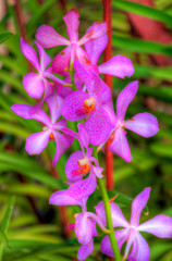 Obraz premium Orchids