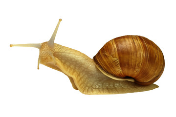 Amber snail