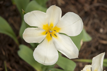 Garden flowers