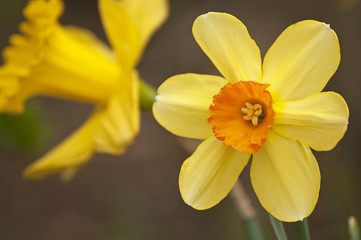 Fototapeta premium Jonquil