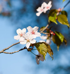 	Flowers of apple tree