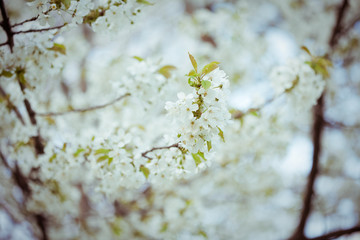 Fototapeta premium Flowers of apple tree