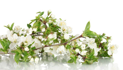 Flowering branches isolated on white