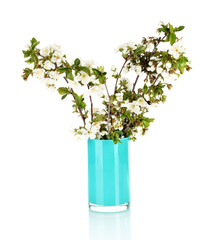 Flowering branches in vase isolated on white