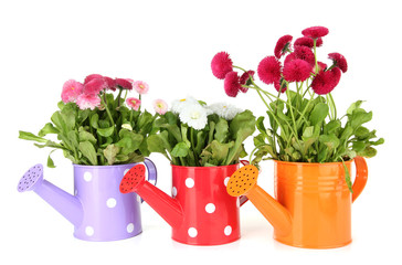 Daisy flowers isolated on white