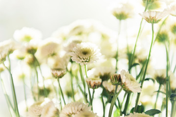 Bouquet of chrysanthemums