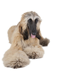 Afghan Hound