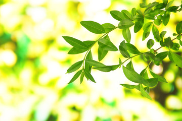 Fototapeta na wymiar Green leaves on bright background