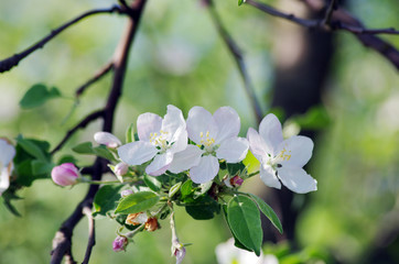 blossom apple tree. Apple flowers close-up.