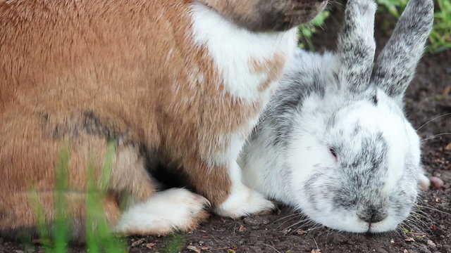 Hasenpaar kuschelt