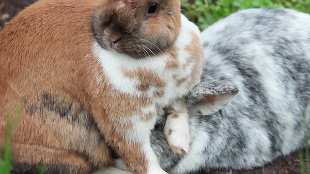 Zwei Hasen kuscheln, Nahaufnahme