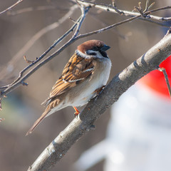 Portrait of a sparrow
