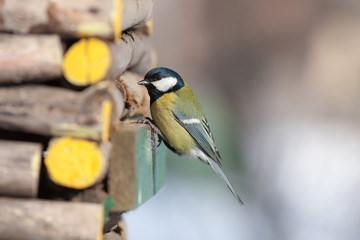 titmouse sitting on a wooden house