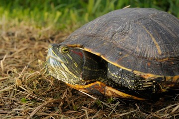 Trachemys scripta