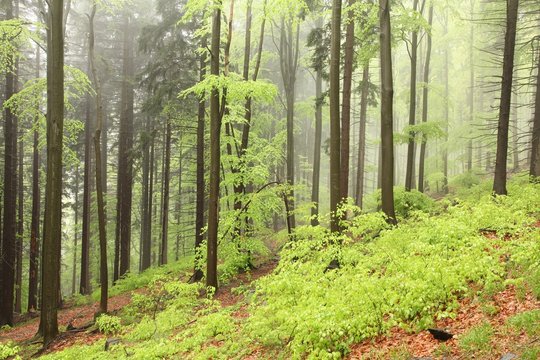 Mixed forest on the mountain slope on a rainy day in early May