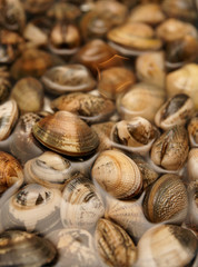 Live clams in water, close-up