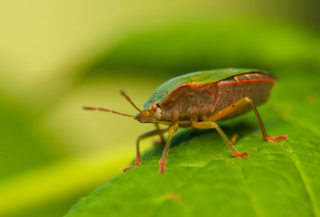 Palomena prasina