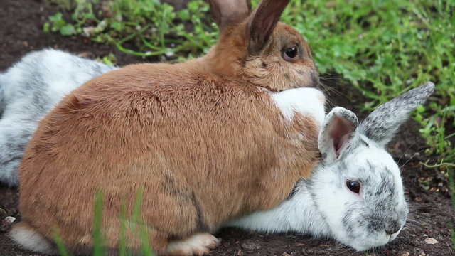Hasen kuscheln