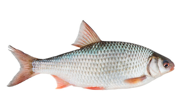 Common roach isolated on white with clipping path