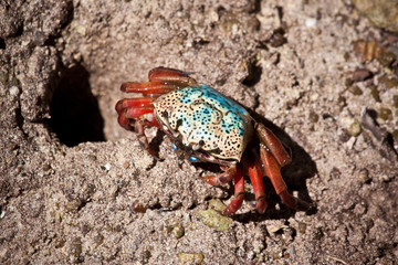 Seychellois crab near its home.