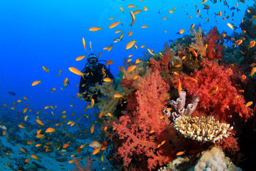 Scuba Divers explore coral reef