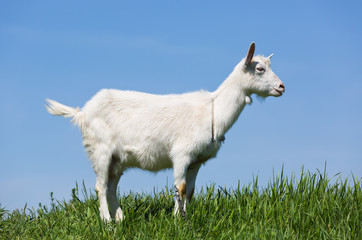 Fototapeta premium goat on green meadow