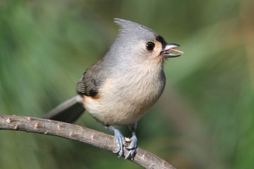 Tufted Titmouse (baeolophus bicolor)