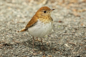Veery (Catharus fuscescens)
