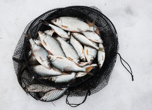 Fish in net cage on snow