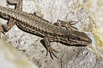 Waldeidechse, Bergeidechse, Lacerta vivipara, Zootoca vivipara