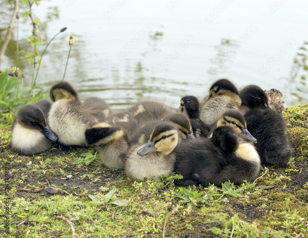 Canvas Prints chicks