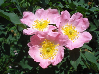 Obraz premium Rosa canina flowers